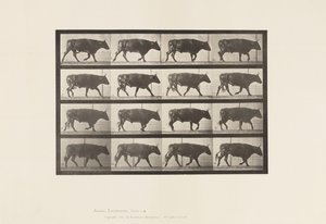 Plate 672. Ox; Trotting 作者 爱德沃德·迈布里奇