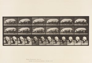 Plate 673. Sow; Walking 作者 爱德沃德·迈布里奇
