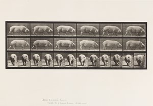 Plate 674. Sow; Walking 作者 爱德沃德·迈布里奇