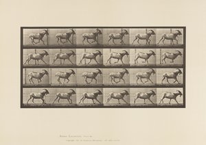 Plate 679. Goat; Galloping 作者 爱德沃德·迈布里奇