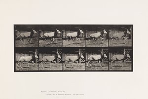689盘子。小鹿； A、B、Buck 和 Do 组； 驰骋 作者 爱德沃德·迈布里奇