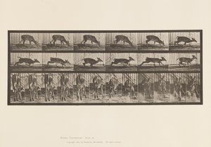 Plate 681. Virginia Deer; (No Antlers) Buck Walking 作者 爱德沃德·迈布里奇