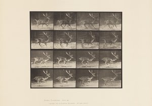 Plate 682. Fallow; Buck; A, Trotting; B, Galloping 作者 爱德沃德·迈布里奇