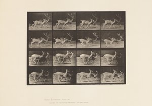 Plate 684. Fallow Deer; A, Buck and Doe; B, Two Does; Trotting 作者 爱德沃德·迈布里奇