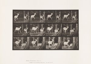 Plate 686. Fallow Deer; Buck and Doe; Galloping 作者 爱德沃德·迈布里奇