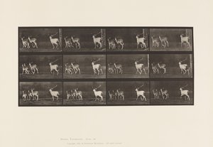 Plate 687. Fallow Deer; Buck and Group of Does; Galloping 作者 爱德沃德·迈布里奇