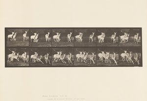 Plate 688. Fallow Deer; Buck and Group of Does; Galloping 作者 爱德沃德·迈布里奇