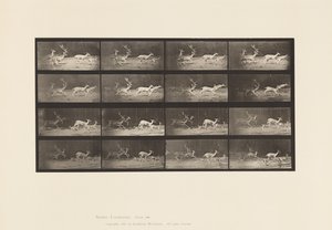 Plate 689. Fallow Deer; A, B, Buck and Group of Does; Galloping 作者 爱德沃德·迈布里奇