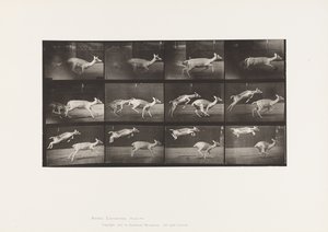 Plate 691. Fallow Deer; Doe; Galloping; and Kid; Jumping 作者 爱德沃德·迈布里奇