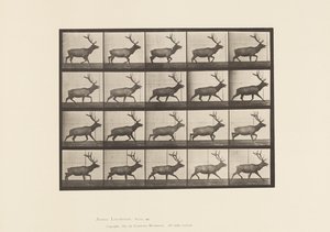 Plate 692. Elk, Trotting 作者 爱德沃德·迈布里奇