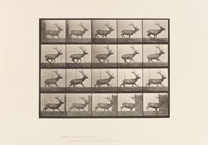 Plate 693. Elk, Galloping 作者 爱德沃德·迈布里奇