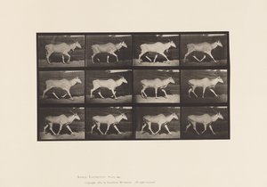 Plate 696. Eland, Trotting 作者 爱德沃德·迈布里奇