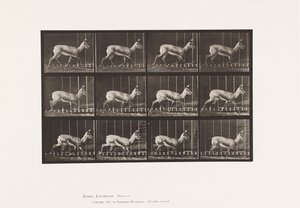 Plate 697. Antelope; Trotting 作者 爱德沃德·迈布里奇