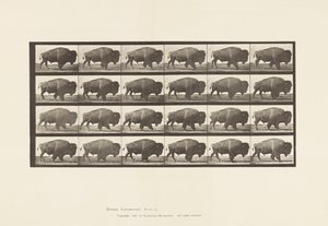 Plate 699. Buffalo; Walking 作者 爱德沃德·迈布里奇