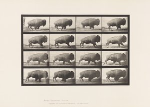 Plate 700. Buffalo; Galloping 作者 爱德沃德·迈布里奇