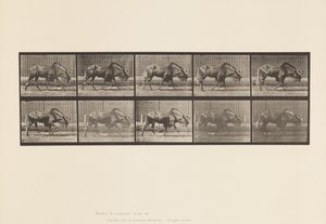 Plate 701. Gnu; Walking 作者 爱德沃德·迈布里奇