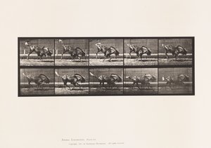Plate 702. Gnu; Bucking and Galloping 作者 爱德沃德·迈布里奇