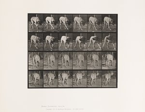 Plate 703. Dog; Walking; Interrupted Mastiff-Dread 作者 爱德沃德·迈布里奇