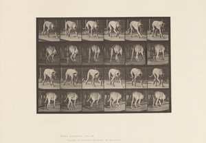 Plate 704. Dog; Walking; Mastiff 作者 爱德沃德·迈布里奇