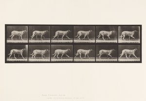 Plate 706. Dog; Trotting; Mastiff 作者 爱德沃德·迈布里奇