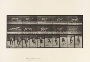 Plate 708. Dog; Galloping; Brown Racing Hound 作者 爱德沃德·迈布里奇
