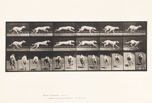 Plate 709. Dog; Galloping; White Racing Hound Maggie 作者 爱德沃德·迈布里奇