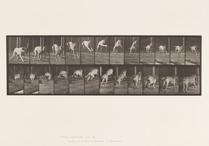 Plate 712. Dog; Jumping Hurdle; Mastiff, Dread 作者 爱德沃德·迈布里奇