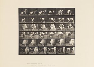 Plate 713. Dog; Turning Around, etc; Setter Kate 作者 爱德沃德·迈布里奇