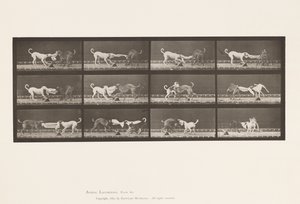 Plate 715. Dogs; Three, Tugging at a Towel, Ike, Maggie, etc. 作者 爱德沃德·迈布里奇