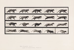 Plate 717. Cat; Trotting; Change to Galloping 作者 爱德沃德·迈布里奇