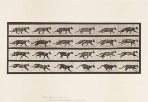 Plate 718. Cat; Trotting; Change to Galloping 作者 爱德沃德·迈布里奇