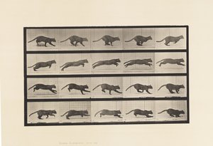 Plate 719. Cat; Galloping 作者 爱德沃德·迈布里奇