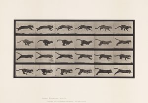 Plate 720. Cat; Galloping 作者 爱德沃德·迈布里奇