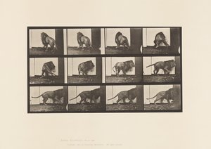 Plate 725. Lion; Walking, Turning Around 作者 爱德沃德·迈布里奇