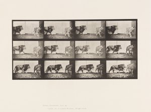 Plate 726. Lion and Lioness; Walking 作者 爱德沃德·迈布里奇