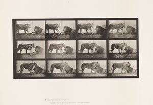 Plate 727. Lioness; Walking; Lion; Lying Down 作者 爱德沃德·迈布里奇