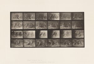 Plate 731. Jaquar; A, Walking; B, Turning Around 作者 爱德沃德·迈布里奇