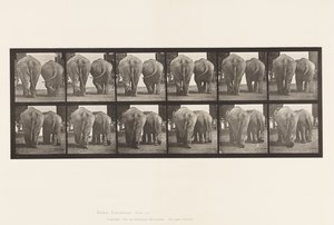 Plate 735. Elephants; Two, Walking 作者 爱德沃德·迈布里奇