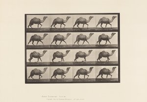 Plate 736. Egyptian Camel; Racking 作者 爱德沃德·迈布里奇