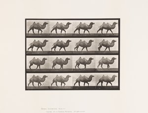 Plate 737. Bactrian Camel; Walking 作者 爱德沃德·迈布里奇