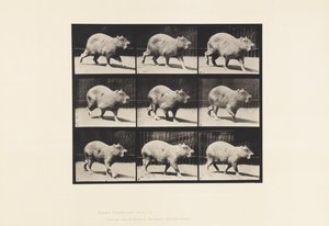 Plate 746. Capybara; Walking 作者 爱德沃德·迈布里奇