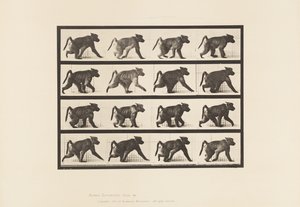 Plate 747. Baboon; Walking on All-Fours 作者 爱德沃德·迈布里奇