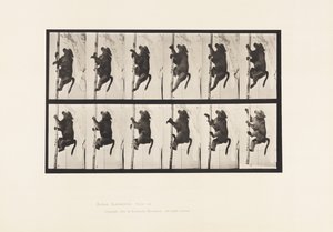Plate 749. Baboon; Climbing a Pole 作者 爱德沃德·迈布里奇