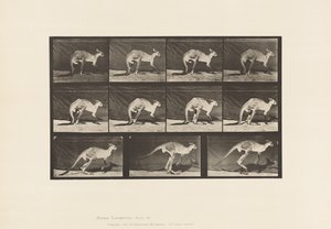 Plate 751. Kangaroo; Walking on All-Fours; Change to Jumping 作者 爱德沃德·迈布里奇
