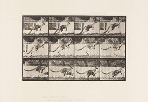 Plate 752. Kangaroo; Jumping 作者 爱德沃德·迈布里奇