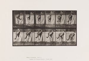 Plate 754. Kangaroo; Jumping 作者 爱德沃德·迈布里奇