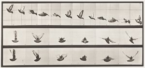板块755。鸽子；飞行 作者 Eadweard Muybridge