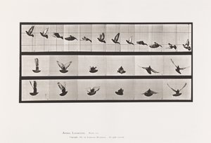 Plate 755. Pigeon; Flying 作者 爱德沃德·迈布里奇