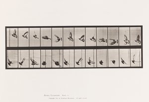 Plate 756. Pigeon; Flying 作者 爱德沃德·迈布里奇