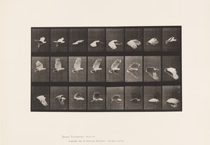 Plate 758. Cockatoo; Flying 作者 爱德沃德·迈布里奇